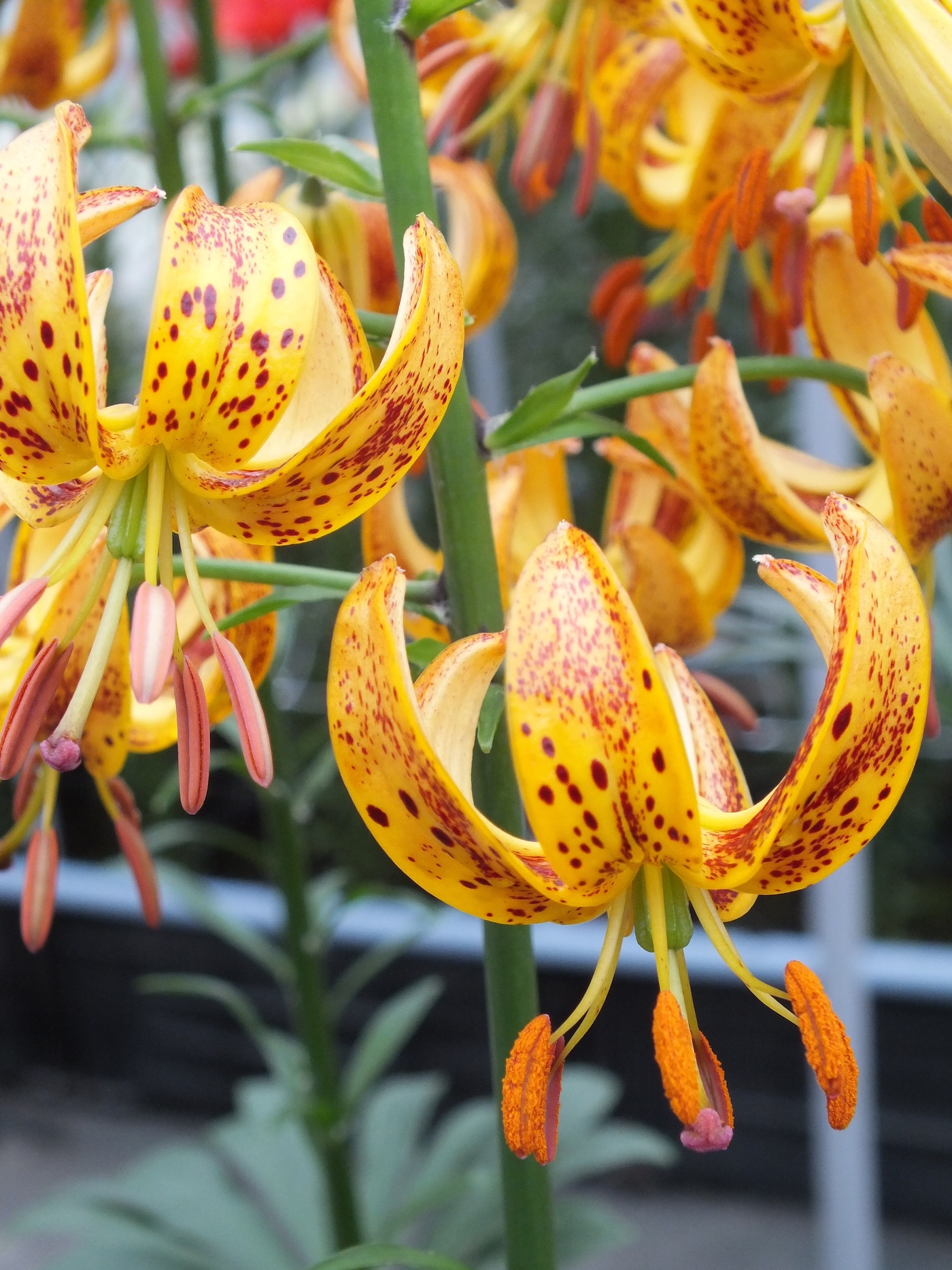 Lily Martagon ‘Sunny Morning’