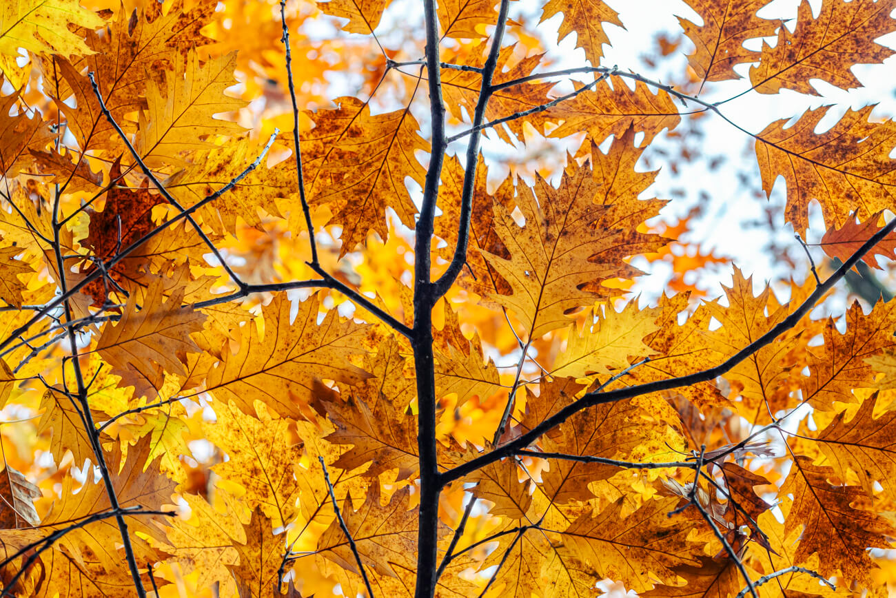 Autumn Tree Tour